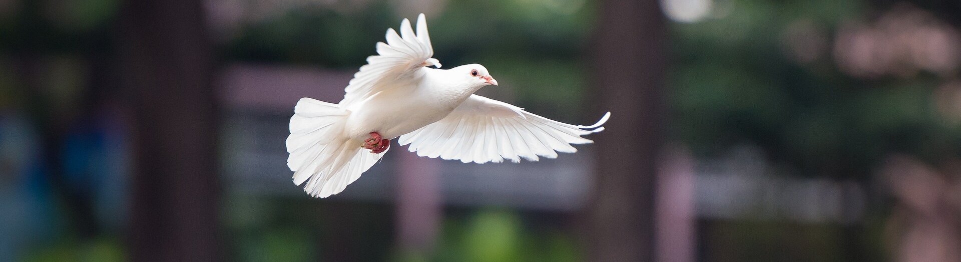 Fliegende weiße Taube